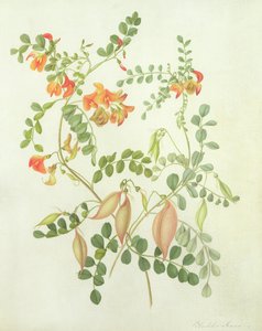 Colutea Arbordscens Media (wc och gouache över penna på veläng)